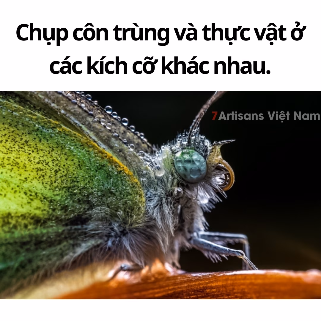 Laowa 65mm F2.8 2X Ultra Macro APO dành cho APS-C